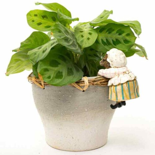 Peter Rabbit Pot Buddies - Mrs Tiggy-Winkle
