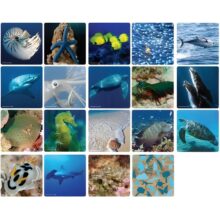 Alternative view of WWF Matching Game Marine